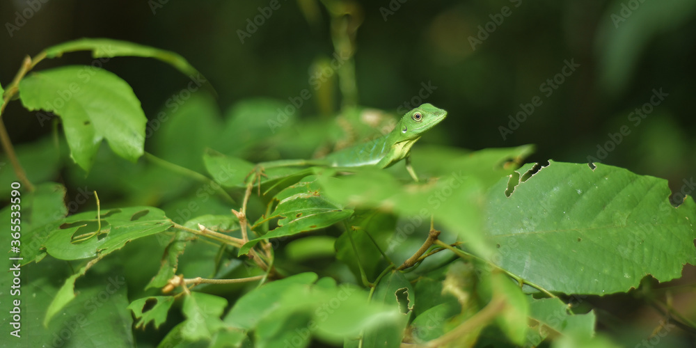 Green gecko camouflage among the leaves. Green gecko camouflage among the leaves.