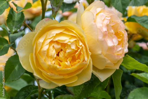 Fototapeta Naklejka Na Ścianę i Meble -  Garden Rose Flower, Variety 'Graham Thomas'