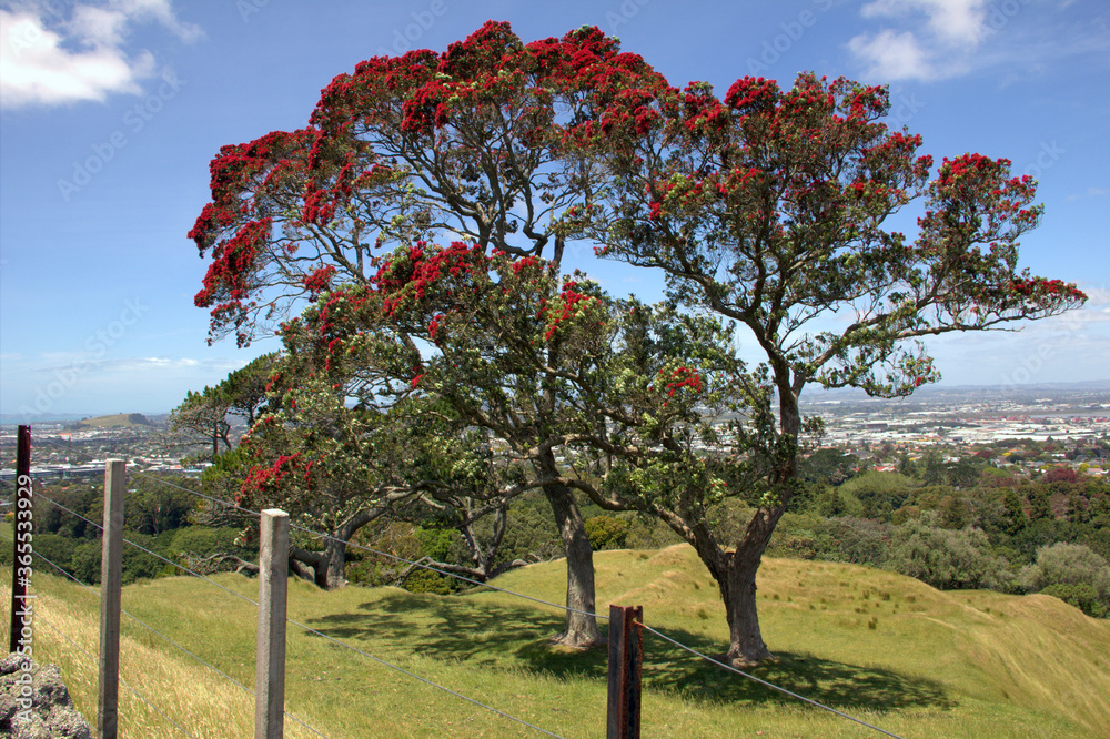 Blossoming pohutukawa tree Metrosideros excelsa, New Zealand christmas tree