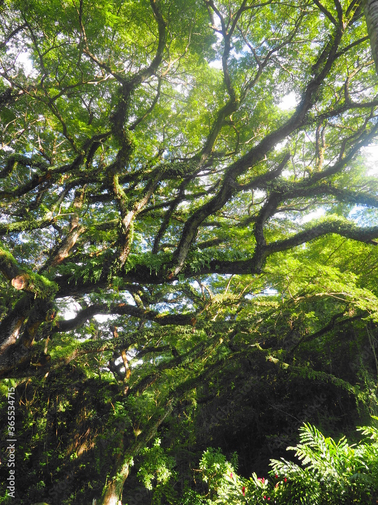 Fototapeta premium Zamana, plus vieil arbre de la Martinique, élu plus bel arbre de France en 2016