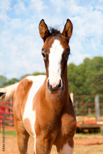 Equine Art