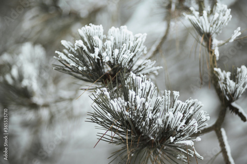 frozen snowy pine tree needles close up covered in hoarfrost