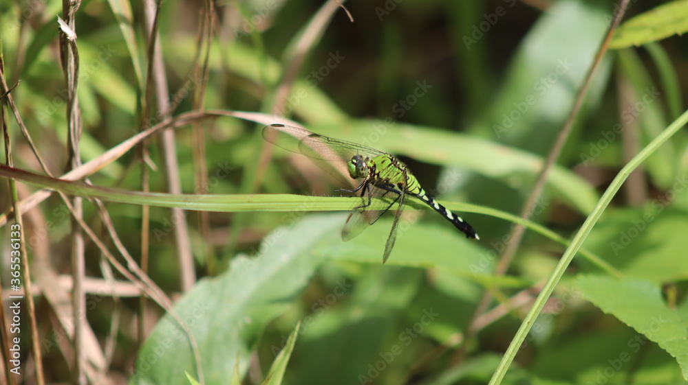 dragonfly on the grass dragonfly on the grass