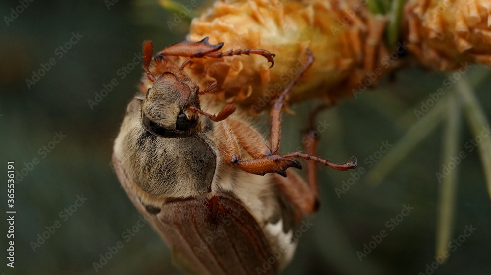 Fototapeta premium beetle on a young conifer cone