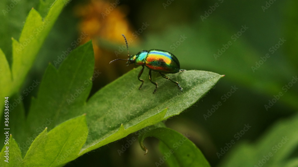 bug is sitting on a green leaf bug is sitting on a green leaf