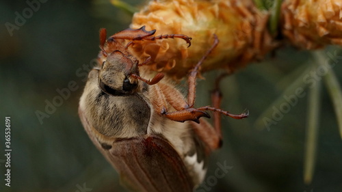 beetle on a young conifer cone