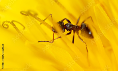 Close-up ant on a yellow flower in nature. © schankz