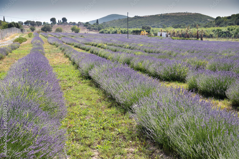 Fototapeta premium Lavender garden, vase and bouquets 