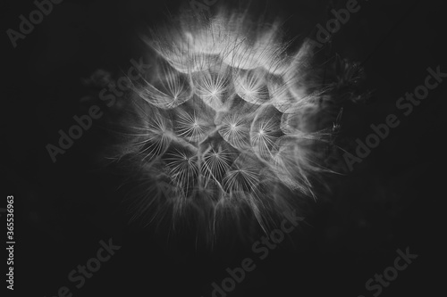 summer dandelion in close-up on a dark background