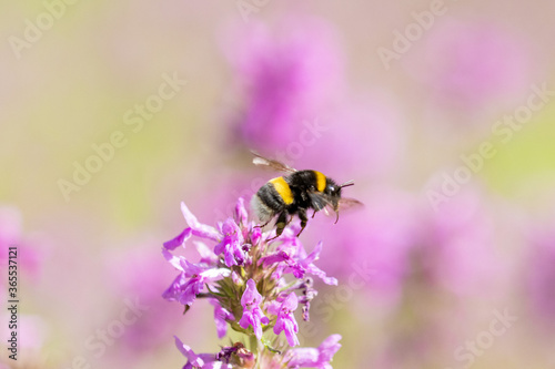 A bee captured in flight As it moves among delicate purple loosestrife © Jenny