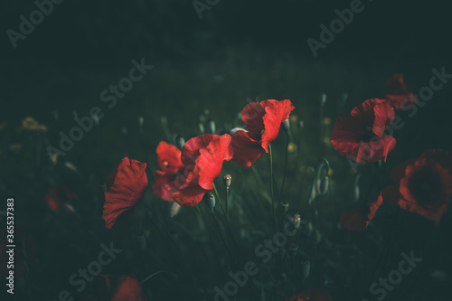 poppies growing among green grass on a summer day © Joanna Redesiuk