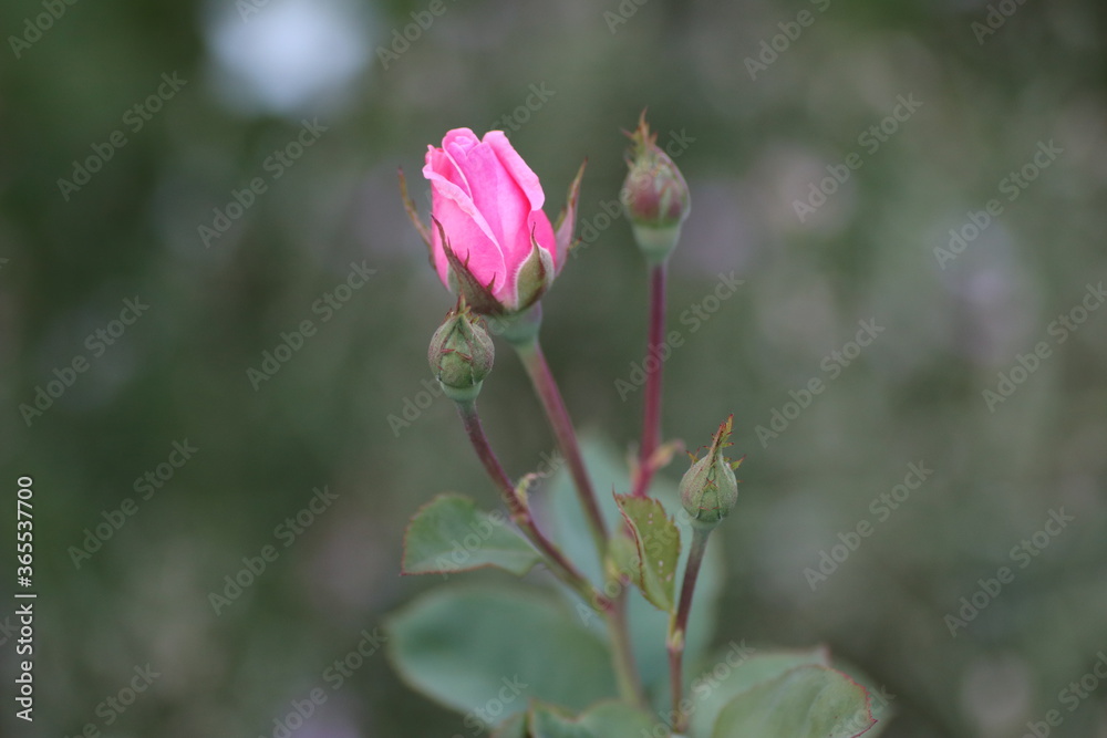 pink flower of a flower