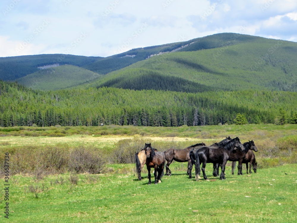 Obraz premium A team of wild horses grazing in the mountains outside of Nordegg, Alberta, Canada.