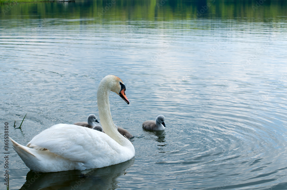 Naklejka premium a white swan female with small swans swims in a pond