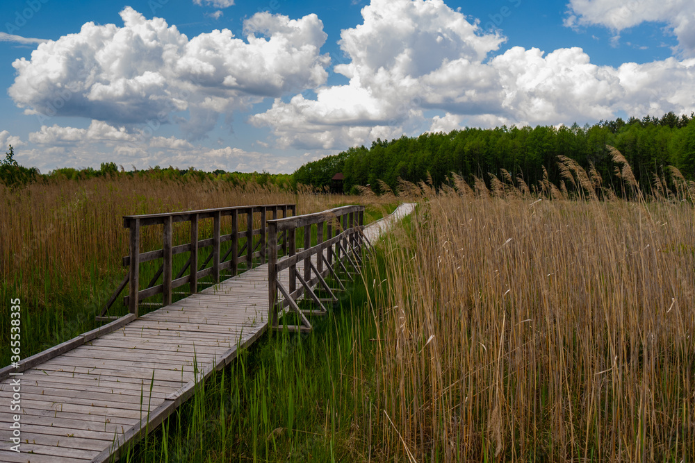 Bridge and wooden pathway in wetland bog in Poleski National Park. Green grass and reeds on sides. Nature trail Czahary. Poland, Europe. Cloudy blue sky.