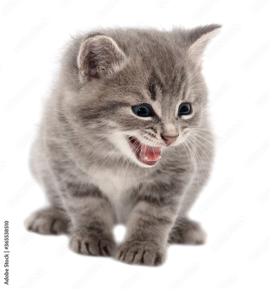 Obraz premium Little fluffy kitten isolated on a white