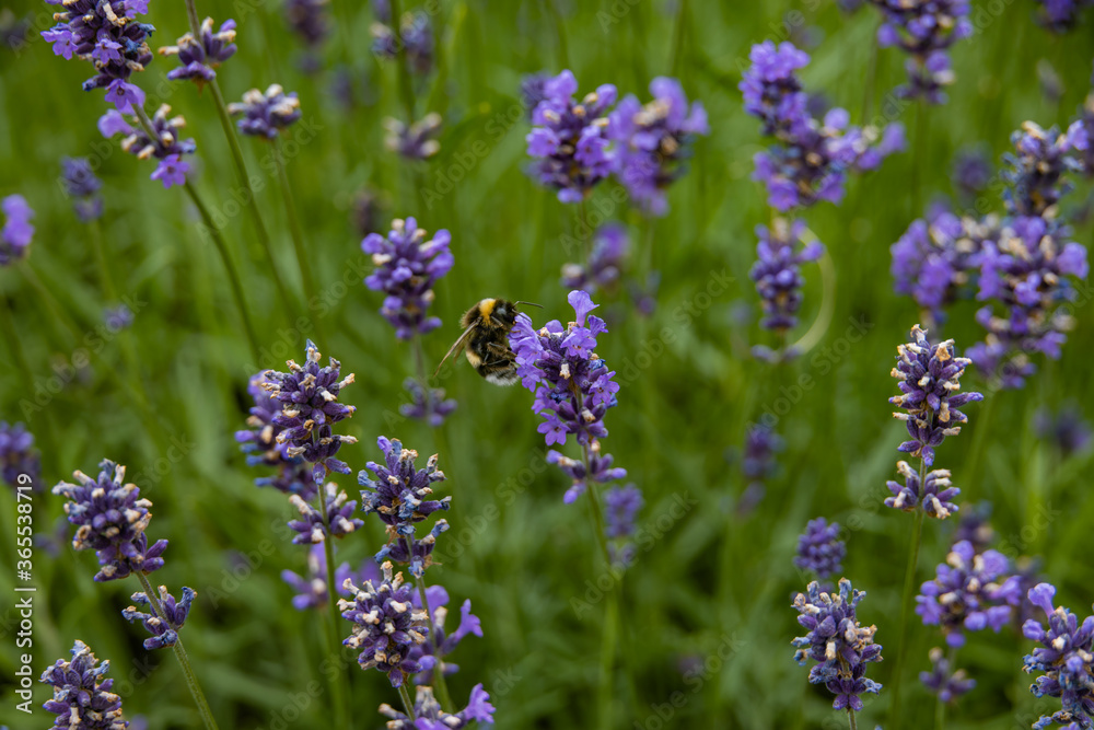 purple lavender flowers with a warm day in close-up purple lavender flowers with a warm day in close-up