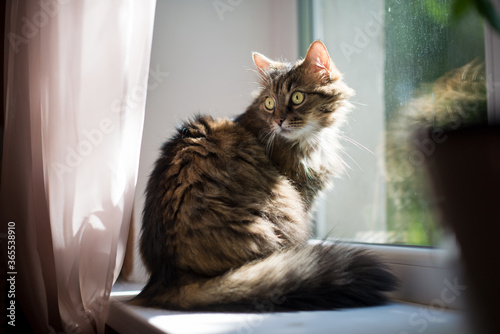Wallpaper Mural A pet cat laying in a window. Shallow depth of field with focus on eyes Torontodigital.ca