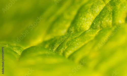 Close-up of a green leaf in nature.