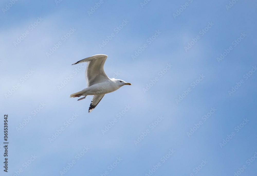 Obraz premium A seagull is flying in the sky.