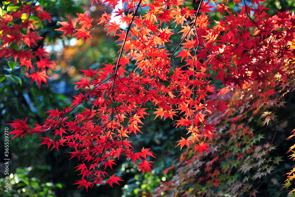 Wonderful autumn tree with red leaves in the park. Autumn outdoor. Romantic and natural scenery. Wonderful autumn tree with red leaves in the park. Autumn outdoor. Romantic and natural scenery.
