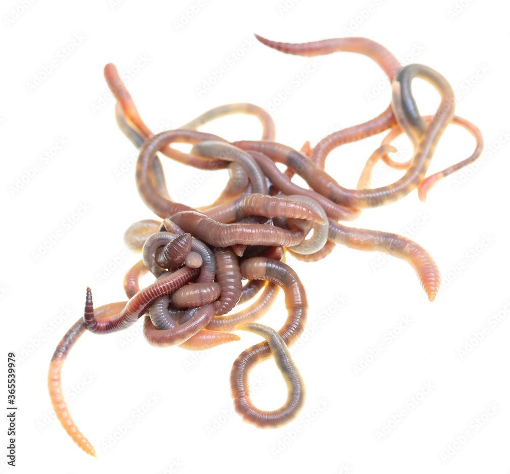 Earthworms isolated on a white Earthworms isolated on a white
