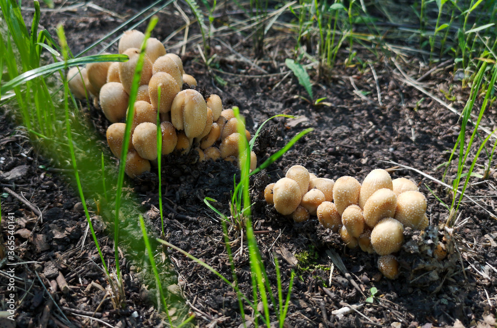 Inedible mushroom grows in the forest. Inedible mushroom grows in the forest.