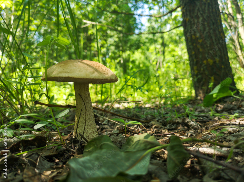 Fototapeta premium Edible mushroom grows in the forest.