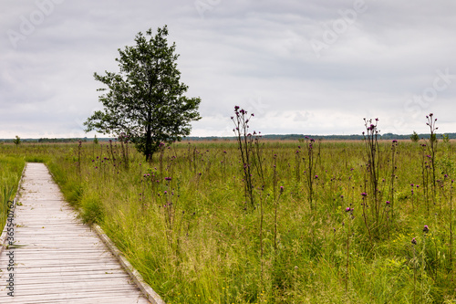 Wooden pathway through wetland grassy area  tree on the side. Plumeless thistles plants on meadow. Nature trail Czahary. Polesie National Park  Poland  Europe.