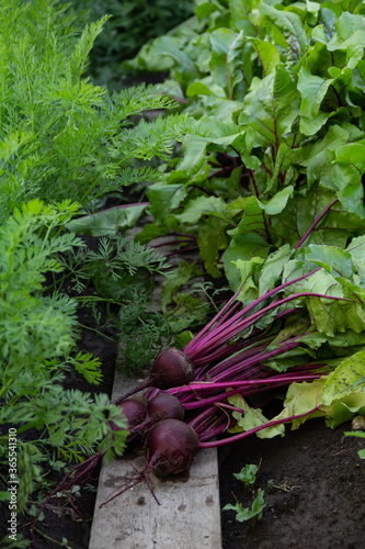 harvest of fresh beets on the ground in leaves in the garden
