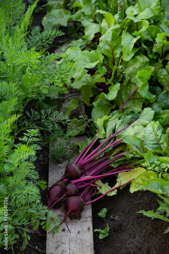 harvest of fresh beets on the ground in leaves in the garden