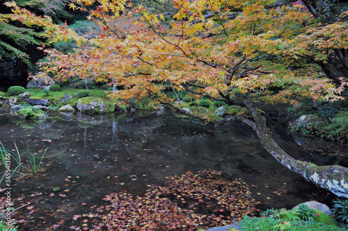 Beautiful autumn scenery of the trees in the park. Wonderful beauty and harmony of the nature.