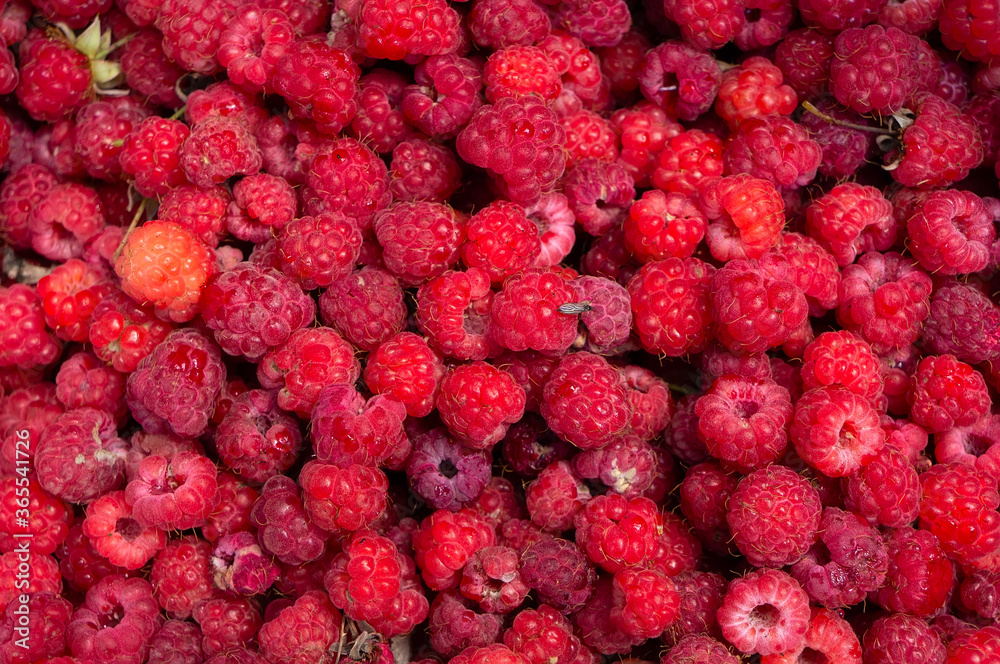Red raspberry closeup, top view. Berry background, backdrop, texture. Red raspberry closeup, top view. Berry background, backdrop, texture.