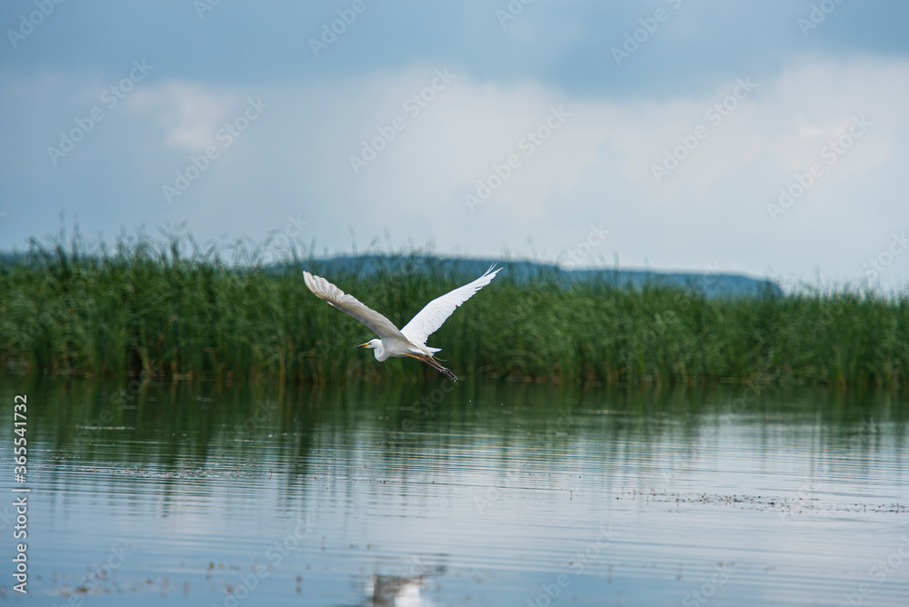 Landscape in the wild river