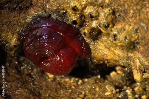 Closed sea urchin - Actinia tenebrosa, attached to a rock 