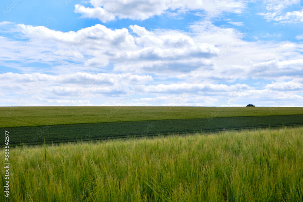 Closeup of croups growing in the foreground with more fields in the background and a blue sky with clouds in the Yorkshire Wolds
