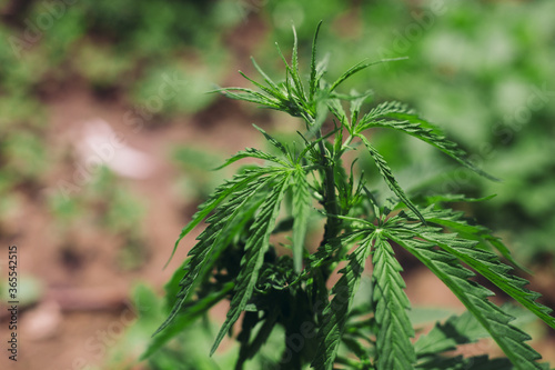 Cannabis plant, leaves close up. Growing Cannabis Sativa outdoors. Medical marijuana cultivation. Alternative herbal medicine, marijuana legalization. Cannabis farm