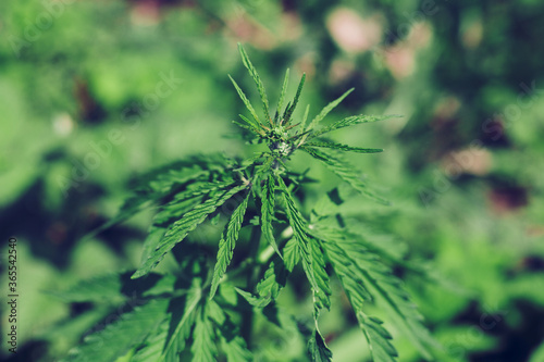 Cannabis leaves. Growing Cannabis Sativa outdoors. Medical marijuana cultivation. Alternative herbal medicine  marijuana legalization. Cannabis farm
