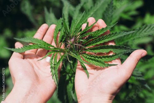 Hand holding marijuana leaves. Growing Cannabis Sativa outdoors. Medical marijuana cultivation. Alternative herbal medicine, marijuana legalization. Cannabis farm