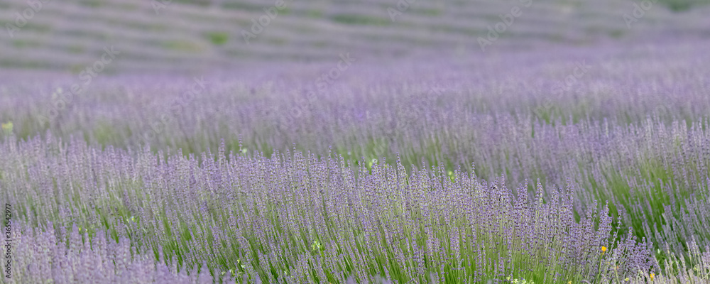 Obraz premium Lavender field in Provence, colorful landscape in spring 