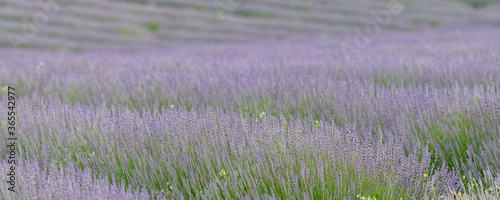 Lavender field in Provence  colorful landscape in spring 