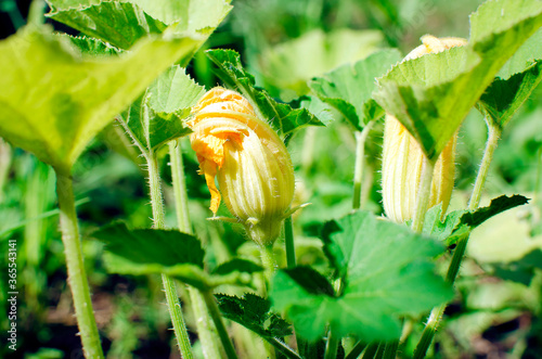 Zucchini bush with flowers. Agriculture concept, home kitchen-garden.