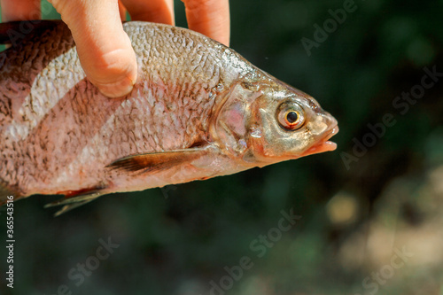 fish caught on fishing. cooking on a campfire in nature. rest from the city bustle in a campsite photo