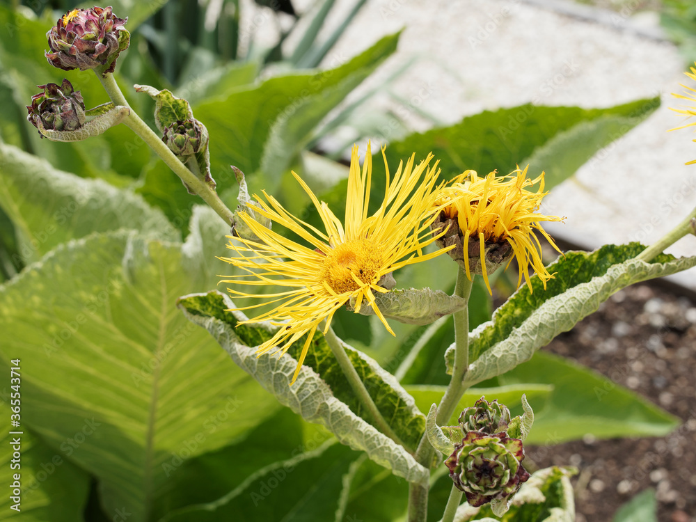 Foto de Inula magnifica - Aunée magnifique aux fleurs à pétales jaune ...
