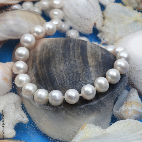 White pearl necklace on marine shell background