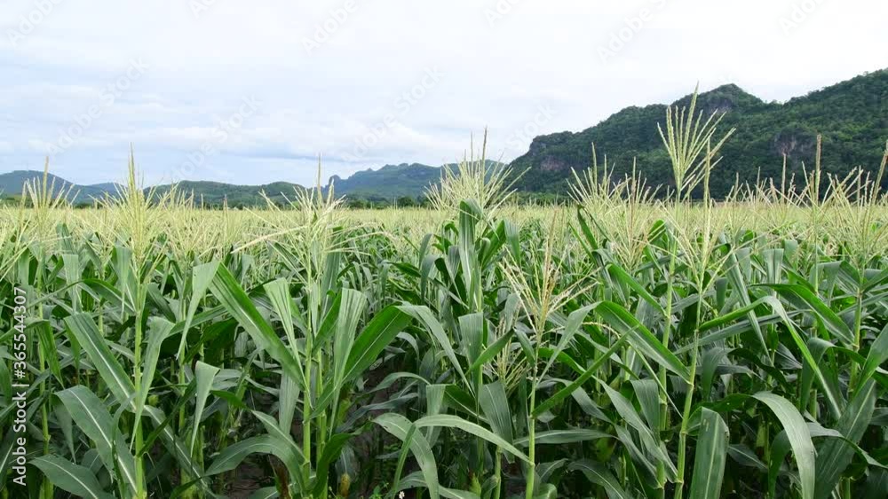 Corn field with wind blowing