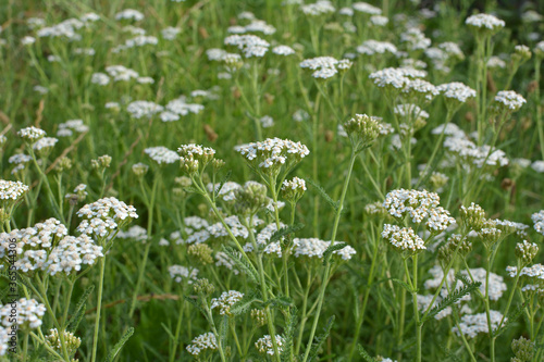 Yarrow  Achillea  blooms naturally in the grass