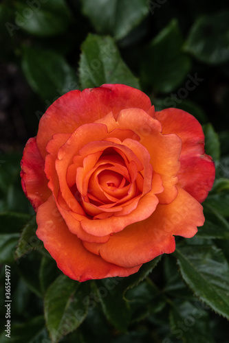 Garden Rose Flower, Variety 'Voodoo'