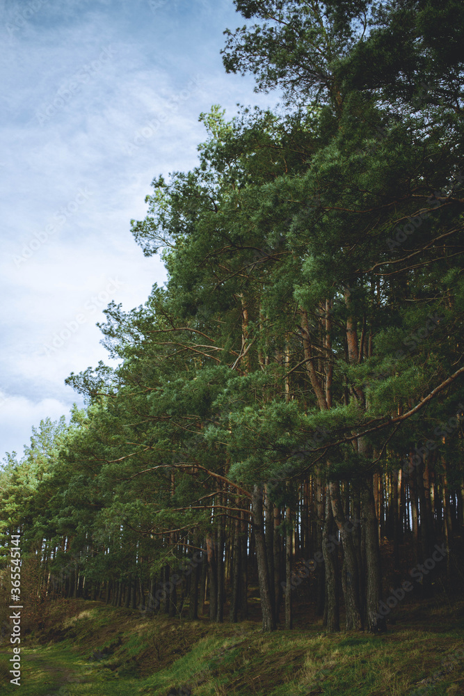 Fototapeta premium trees in the forest