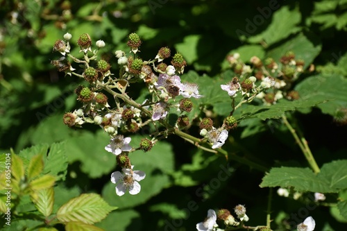 Branches with flowers and unripe fruits of Himalayan Blackberry or Rubus Armeniacus. photo